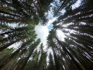 Padurea spre Tribunalul Haiducilor