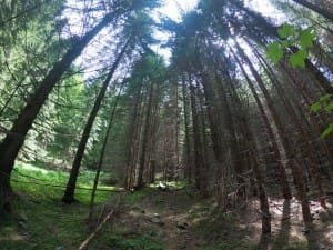 Padurea spre Tribunalul Haiducilor