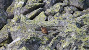 Marmota în Căldarea Berbecilor, Retezat