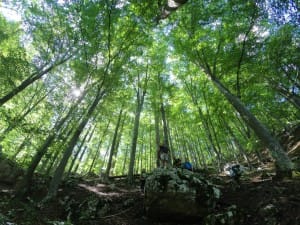 Pădurea de fag, spre cheile Tâmnei
