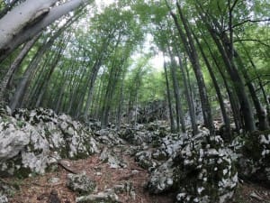 Pădurea de fag, spre cheile Tâmnei