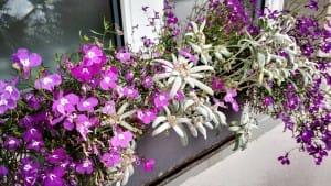 Fix cu flori de colț