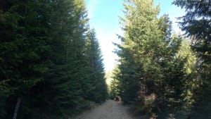 Coborâm printre brazi