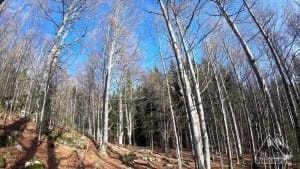 Trecere spre conifere