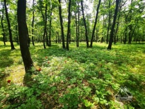 Pădurea Bujorului Plenița