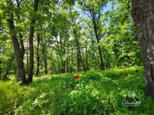 Pădurea Bujorului Plenița
