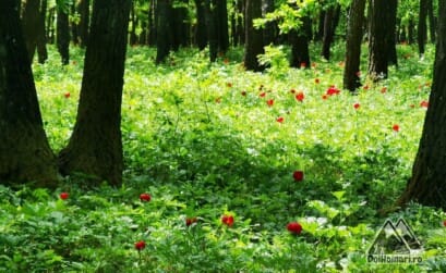 Pădurea Bujorului Plenița