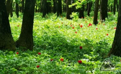 Pădurea Bujorului Plenița