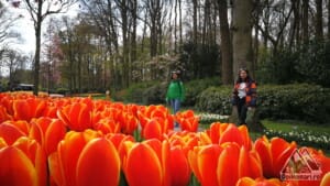 Keukenhof