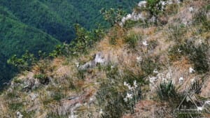 Narcise pe Piatra Cloșanilor