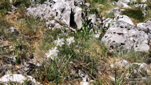 Narcise pe Piatra Cloșanilor