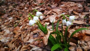 Flori de primăvară