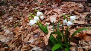 Flori de primăvară