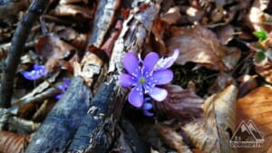 Flori de primăvară