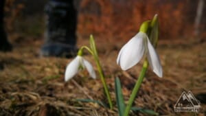 Flori de primăvară