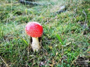 Muscărița (otrăvitoare)