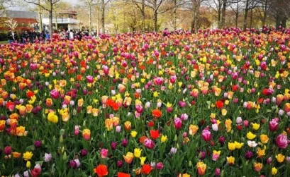 Keukenhof, Olanda