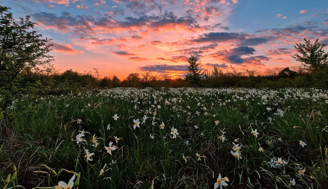 Poiana cu narcise de la Preajba (Târgu Jiu)