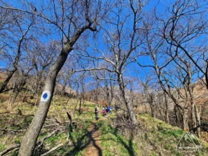 Păduricea