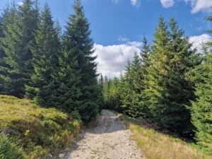 Intrăm în pădure