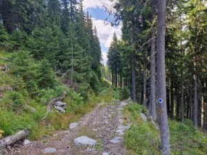 Drumul prin pădure